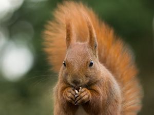 Превью обои белка, животное, грызет, орех, блики