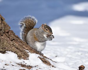 Превью обои белка, животное, кора, дикая природа