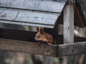 Превью обои белка, животное, кормушка, милый