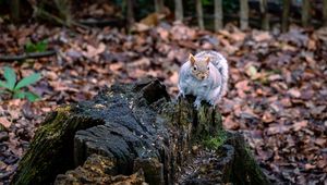 Превью обои белка, животное, пушистый, милый