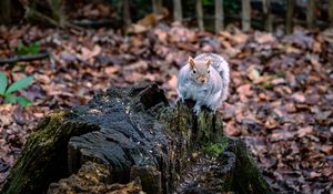 Превью обои белка, животное, пушистый, милый