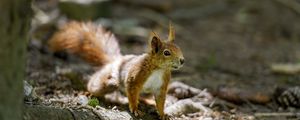 Превью обои белка, животное, рыжий, размытие