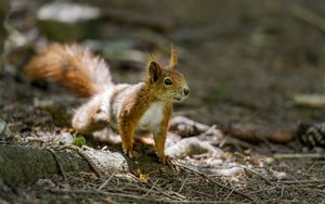 Превью обои белка, животное, рыжий, размытие