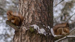 Превью обои белки, дерево, снег, сидеть