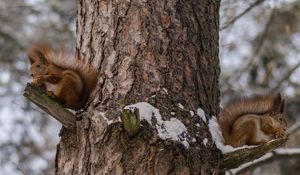 Превью обои белки, дерево, снег, сидеть