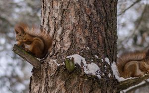 Превью обои белки, дерево, снег, сидеть