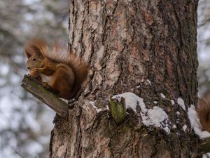 Превью обои белки, дерево, снег, сидеть