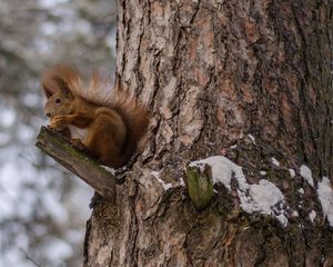 Превью обои белки, дерево, снег, сидеть