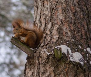 Превью обои белки, дерево, снег, сидеть