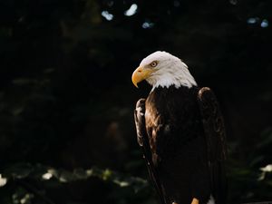 Превью обои белоголовый орел, орел, птица, хищник, дерево