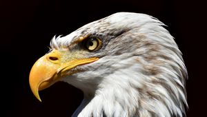 Превью обои белоголовый орлан, орел, клюв, хищник, птица