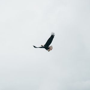 Превью обои белоголовый орлан, орел, полет, небо, минимализм