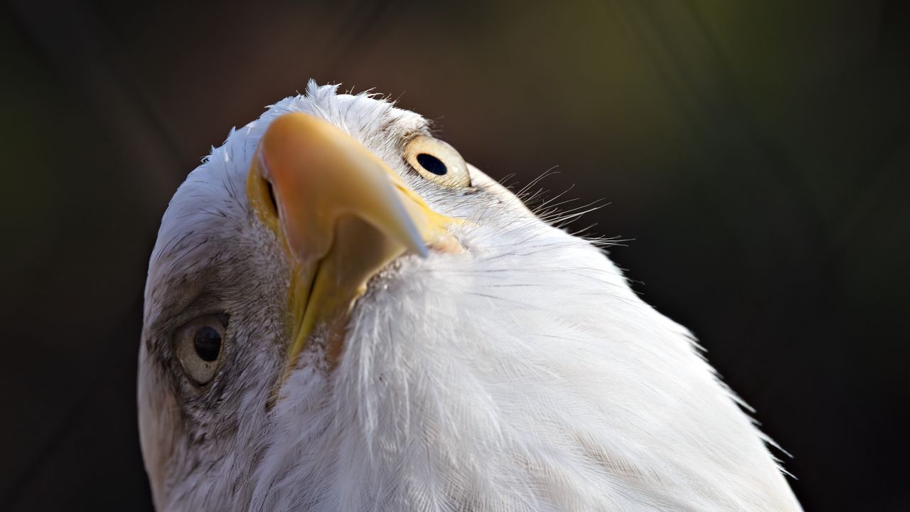Обои белоголовый орлан, орел, птица, клюв, макро