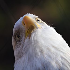 Превью обои белоголовый орлан, орел, птица, клюв, макро