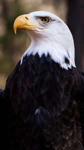 Превью обои белоголовый орлан, орел, птица, хищник, перья, клюв