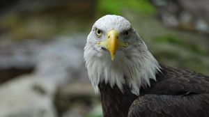 Превью обои белоголовый орлан, орел, птица, хищник, клюв, перья