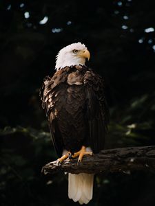 Превью обои белоголовый орлан, орел, птица, хищник, дерево, взгляд