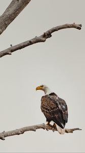 Превью обои белоголовый орлан, орел, птица, коричневый, ветка, дикая природа