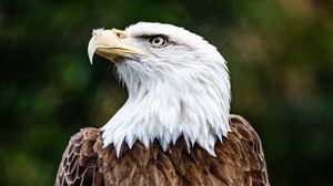 Превью обои белоголовый орлан, орел, птица, коричневый, хищник, дикая природа