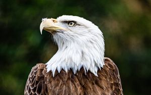 Превью обои белоголовый орлан, орел, птица, коричневый, хищник, дикая природа