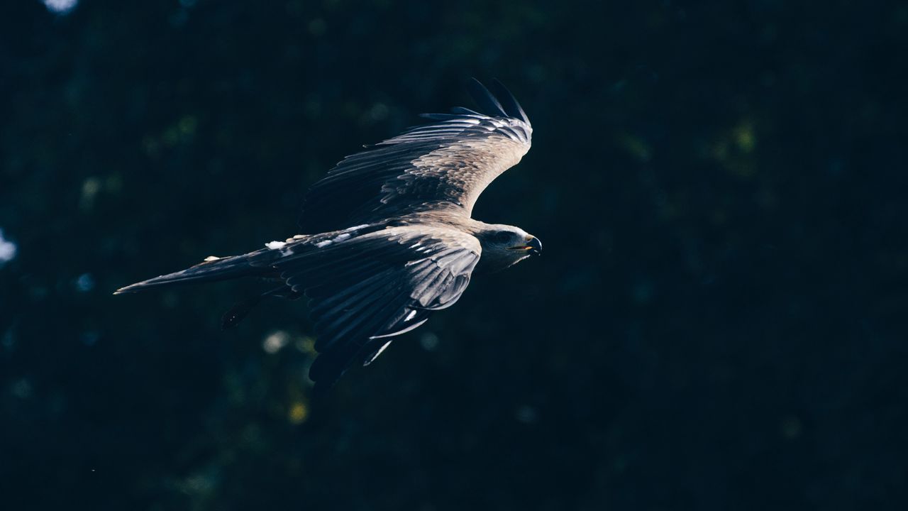 Обои белоголовый орлан, орел, птица, крылья, полет, темный