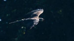 Превью обои белоголовый орлан, орел, птица, крылья, полет, темный