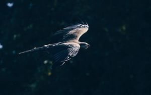 Превью обои белоголовый орлан, орел, птица, крылья, полет, темный