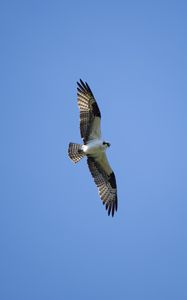 Превью обои белоголовый орлан, птица, хищник, полет, крылья