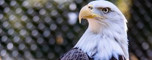 Превью обои белоголовый орлан, птица, клюв