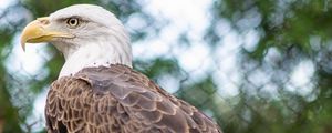 Превью обои белоголовый орлан, птица, клюв, ветки