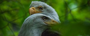 Превью обои белоголовый орлан, птицы, листья, размытие