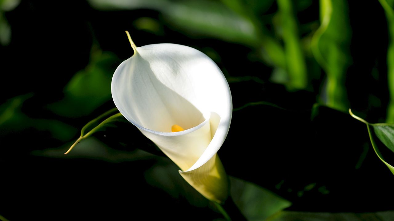 Обои белокрыльник, калла, цветок, белый, листья