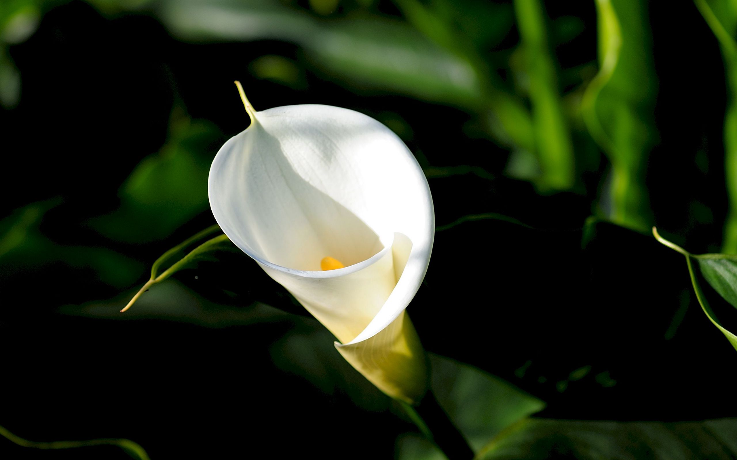 Цветок калла листья. Белокрыльник (Калла). Калла или белокрыльник. Лилии Калла. Белые каллы цветы.