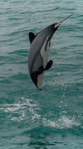 Превью обои беломордый дельфин, дельфин, животное, всплеск