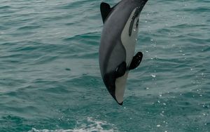 Превью обои беломордый дельфин, дельфин, животное, всплеск
