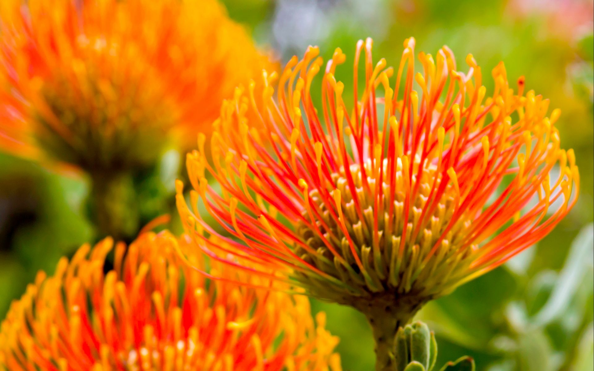 Leucospermum Carnival Yellow
