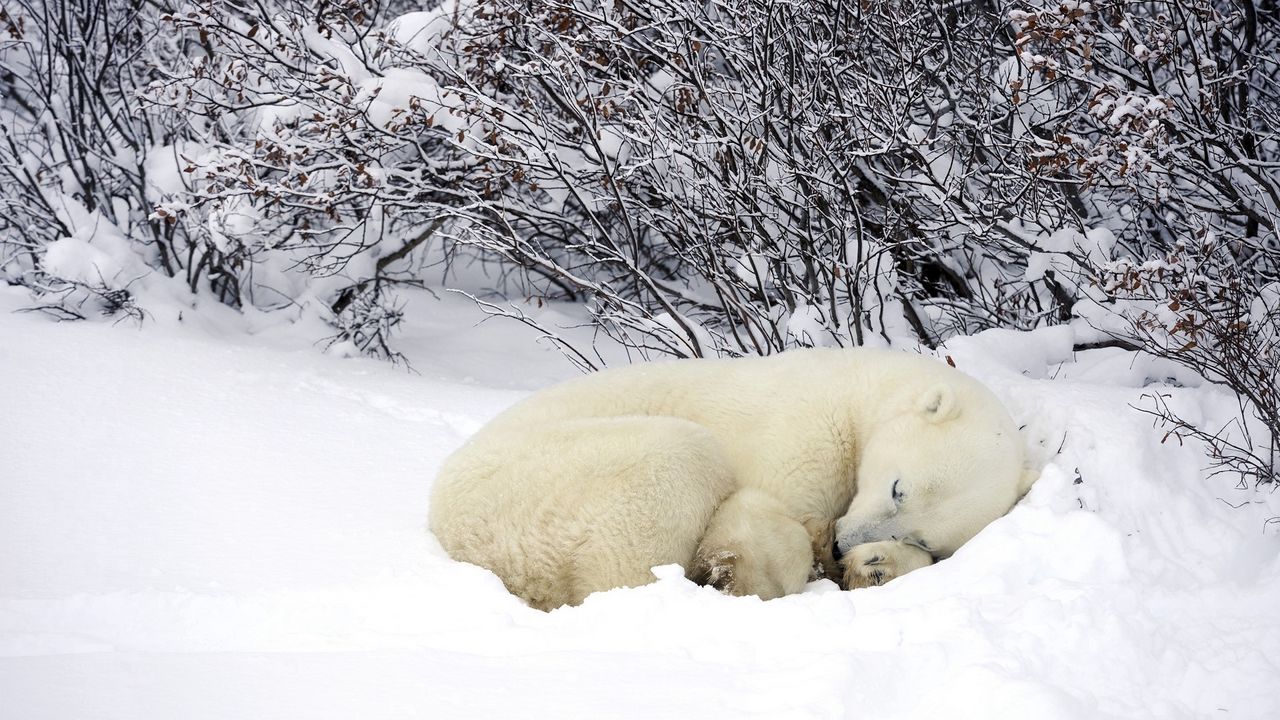 Обои белые медведь, сон, лес, снег, зима, греться
