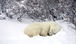 Превью обои белые медведь, сон, лес, снег, зима, греться