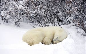 Превью обои белые медведь, сон, лес, снег, зима, греться