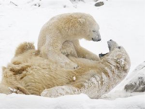 Превью обои белые медведи, медведи, снег, зима, игры