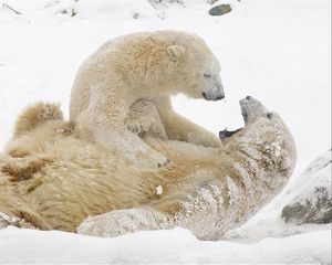 Превью обои белые медведи, медведи, снег, зима, игры