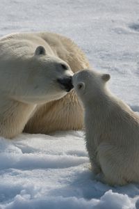 Превью обои белые медведи, пара, детеныш, зима, снег, влага