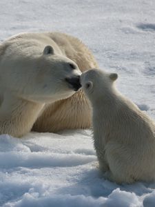Превью обои белые медведи, пара, детеныш, зима, снег, влага