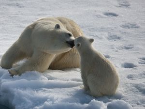 Превью обои белые медведи, пара, детеныш, зима, снег, влага