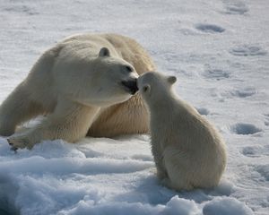 Превью обои белые медведи, пара, детеныш, зима, снег, влага