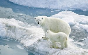 Превью обои белые медведи, полярные медведи, ледник, детеныш