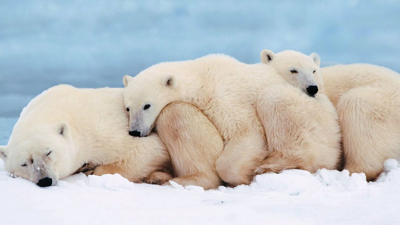 Обои белые медведи, семья, детеныш, сон