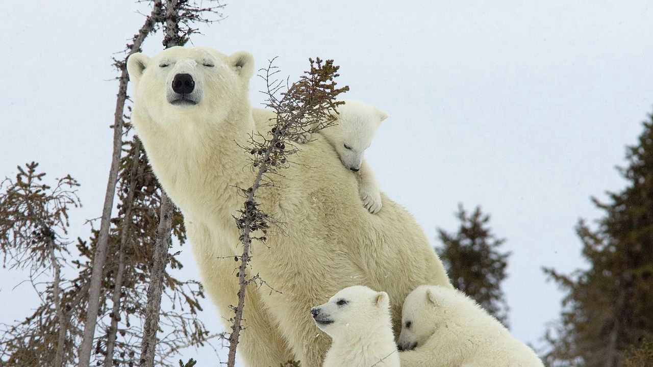 Обои белые медведи, семья, детеныши, снег