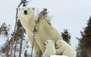 Превью обои белые медведи, семья, детеныши, снег