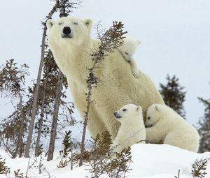 Превью обои белые медведи, семья, детеныши, снег